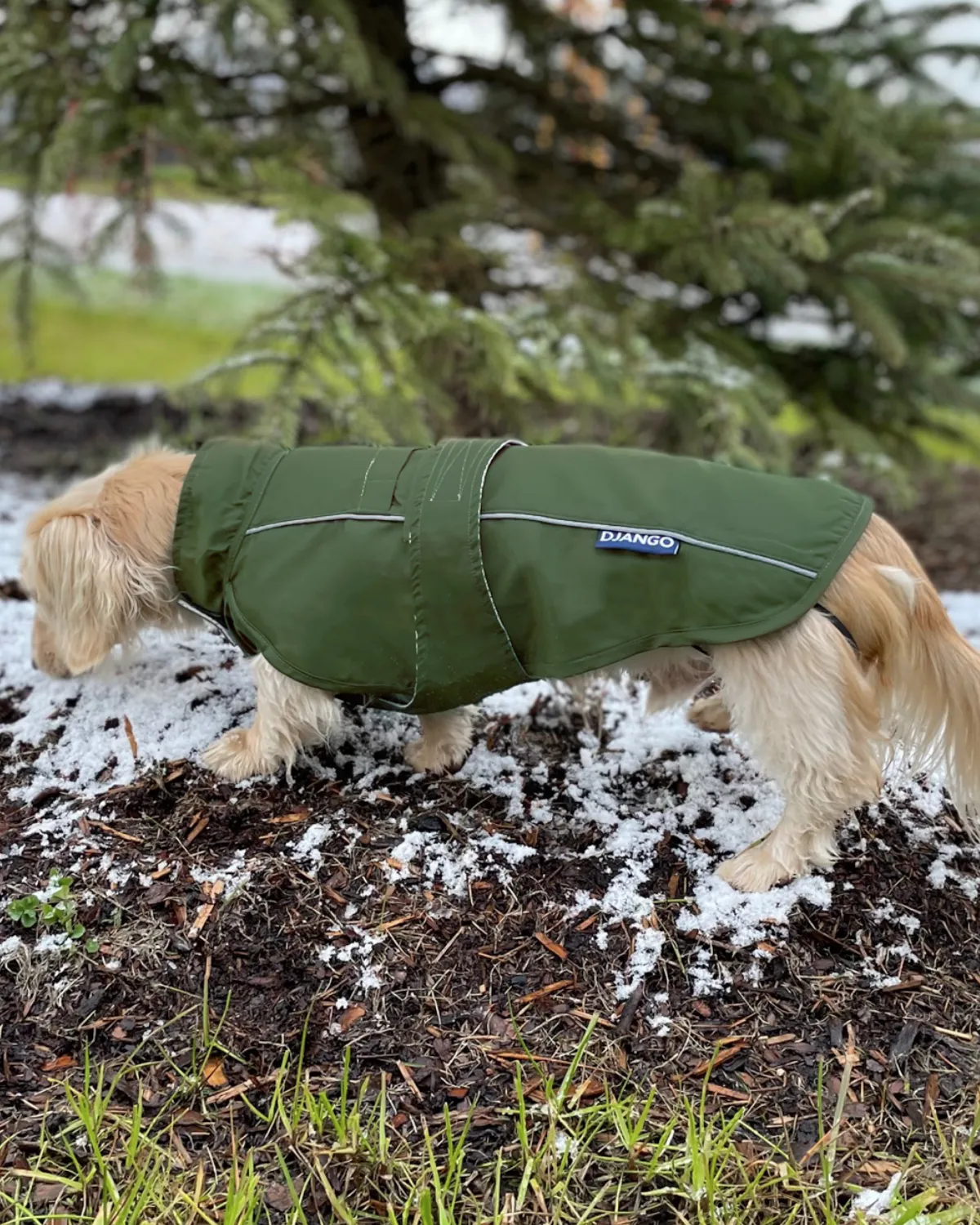 City Slicker All-Weather Dog Jacket & Raincoat - Kombu Green