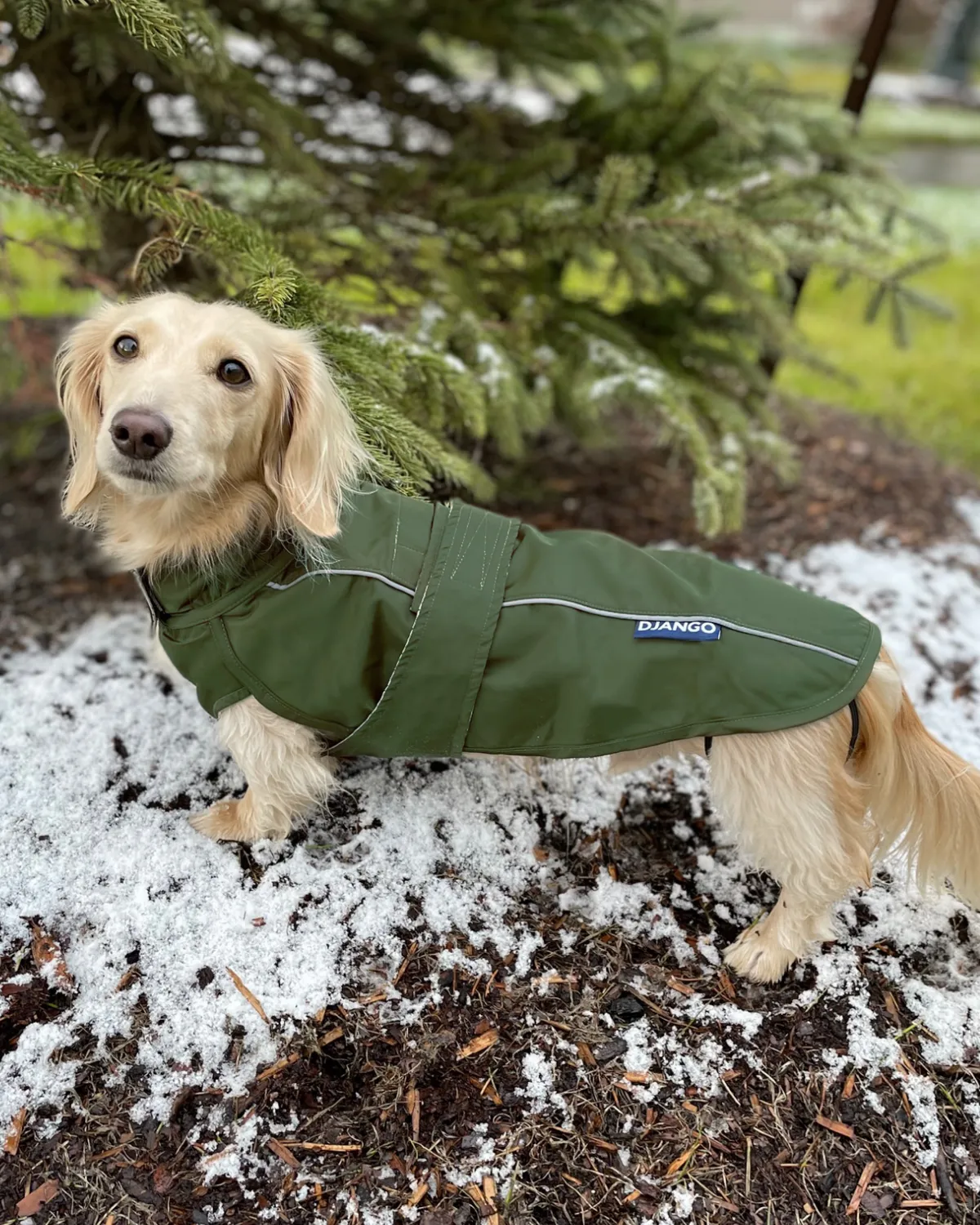 City Slicker All-Weather Dog Jacket & Raincoat - Kombu Green
